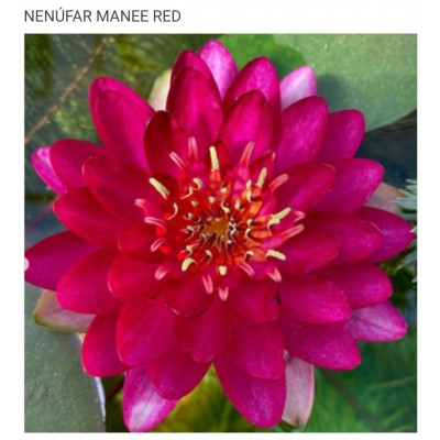 N. MANEE RED N. MANEE RED